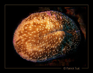 Night dive in North Male atoll - Maldives - Lumix FX01 by Patrick Tutt 